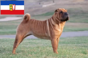 Read more about the article Shar-Pei tenyésztők és kölykök Schleswig-Holstein tartományban