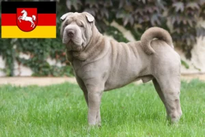 Read more about the article Shar-Pei tenyésztők és kölykök Alsó-Szászországban