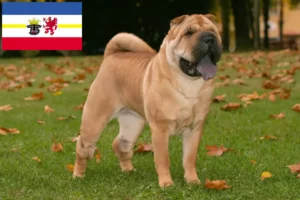 Read more about the article Shar-Pei tenyésztők és kölyökkutyák Mecklenburg-Elő-Pomeránia tartományban