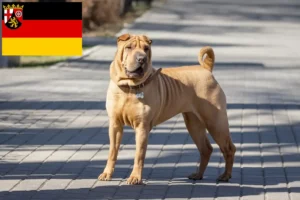 Read more about the article Shar-Pei tenyésztők és kölykök Rajna-vidék-Pfalzban