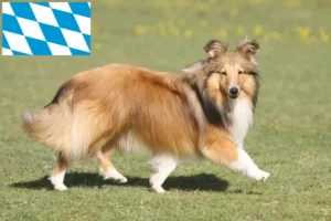 Read more about the article Sheltie tenyésztők és kiskutyák Bajorországban