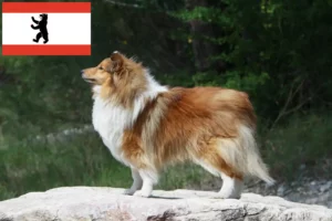 Read more about the article Sheltie tenyésztők és kölykök Berlinben