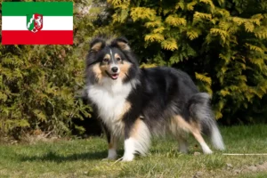 Read more about the article Sheltie tenyésztők és kiskutyák Észak-Rajna-Vesztfália területén