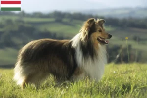 Read more about the article Sheltie tenyésztők és kölykök Magyarországon