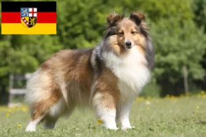 Read more about the article Sheltie tenyésztők és kölykök Saarlandban