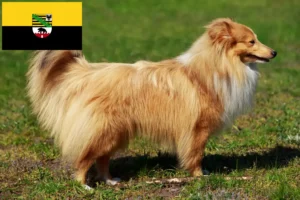 Read more about the article Sheltie tenyésztők és kölykök Szász-Anhaltban