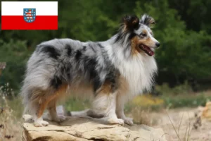 Read more about the article Sheltie tenyésztők és kölykök Türingiában