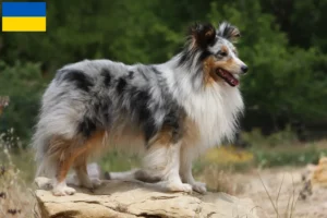 Read more about the article Sheltie tenyésztők és kölykök Ukrajnában