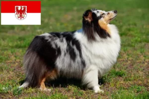 Read more about the article Sheltie tenyésztők és kiskutyák Brandenburgban