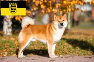 Read more about the article Shiba tenyésztők és kölykök Baden-Württembergben