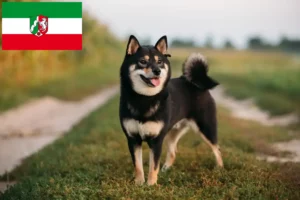 Read more about the article Shiba tenyésztők és kiskutyák Észak-Rajna-Vesztfália területén