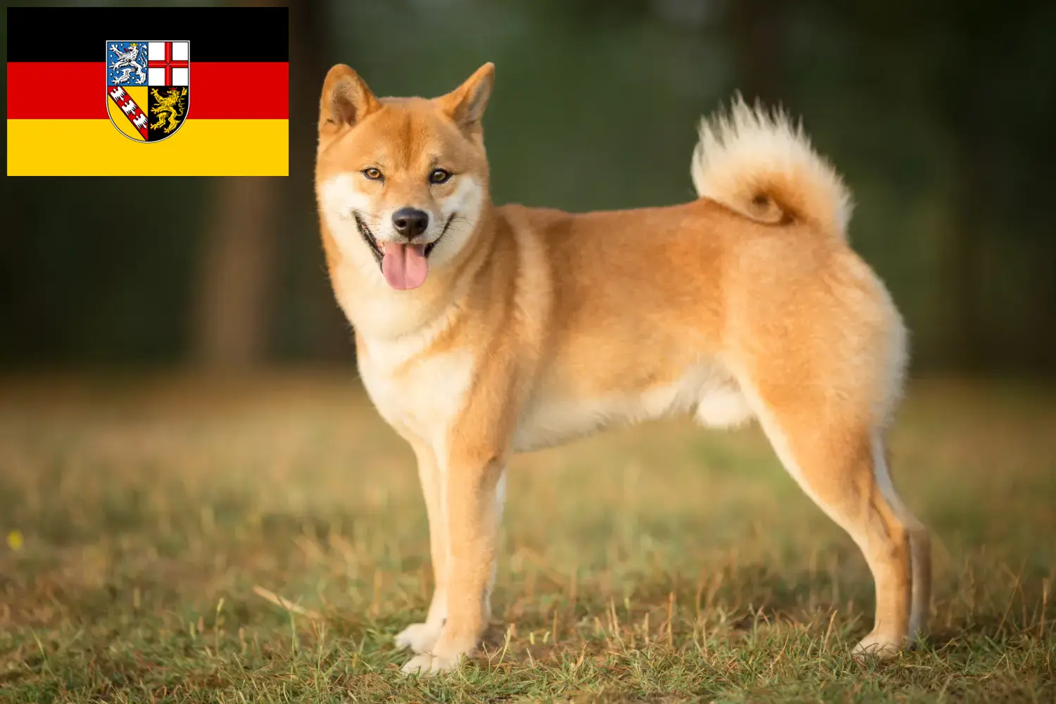 Read more about the article Shiba tenyésztők és kölykök Saarlandban