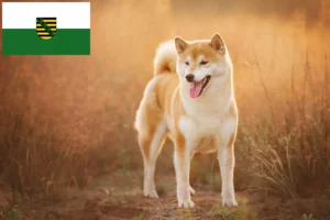 Read more about the article Shiba tenyésztők és kölykök Szászországban