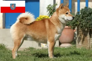 Read more about the article Shiba tenyésztők és kölykök Türingiában