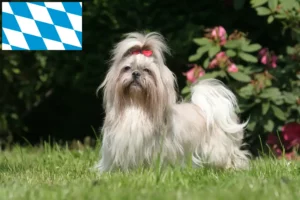 Read more about the article Shih Tzu tenyésztők és kiskutyák Bajorországban