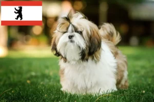 Read more about the article Shih Tzu tenyésztők és kiskutyák Berlinben