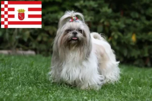 Read more about the article Shih Tzu tenyésztők és kölykök Bréma-ban