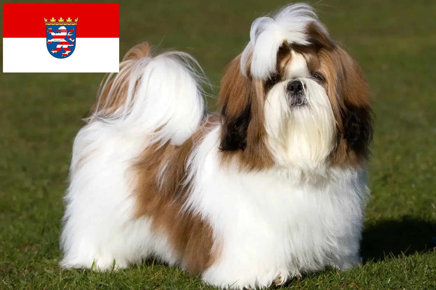 Read more about the article Shih Tzu tenyésztők és kiskutyák Hessenben