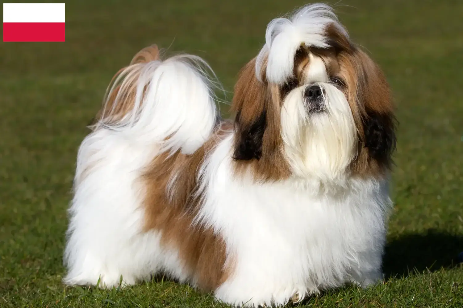 Read more about the article Shih Tzu tenyésztők és kiskutyák Lengyelországban