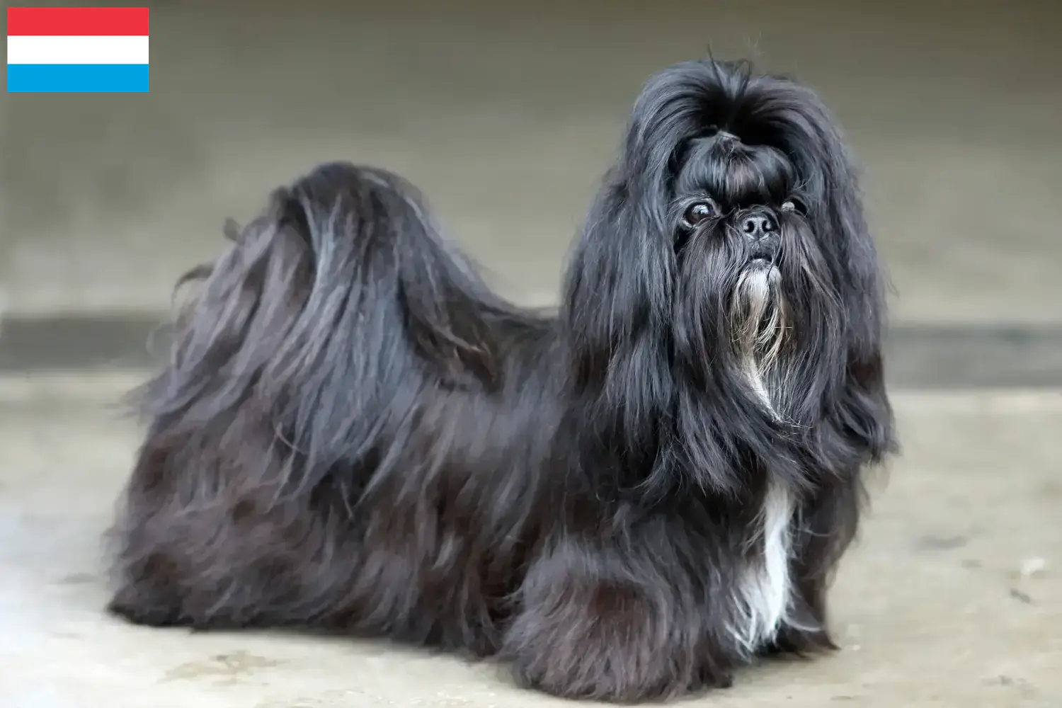 Read more about the article Shih Tzu tenyésztők és kiskutyák Luxemburgban