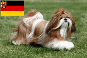 Read more about the article Shih Tzu tenyésztők és kiskutyák Rajna-vidék-Pfalzban