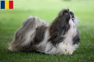 Read more about the article Shih Tzu tenyésztők és kölykök Románia területén