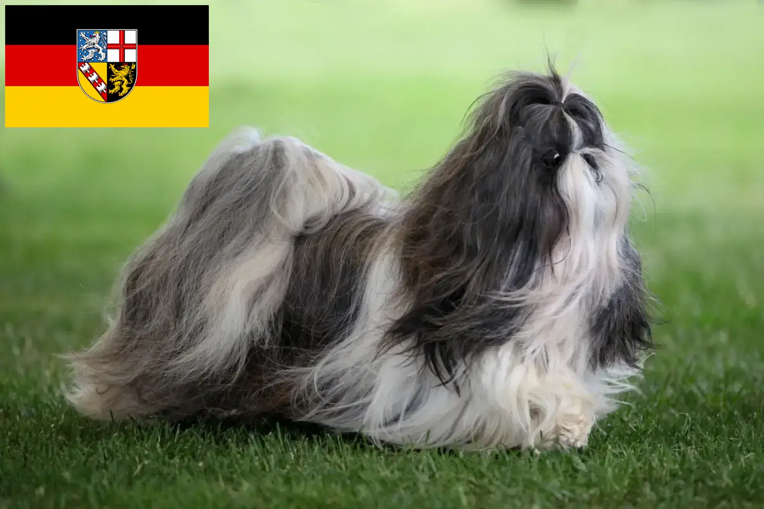 Read more about the article Shih Tzu tenyésztők és kölykök Saar-vidéken