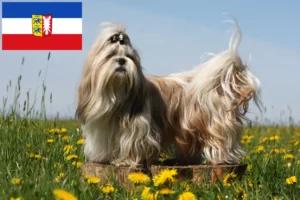 Read more about the article Shih Tzu tenyésztők és kölyökkutyák Schleswig-Holstein tartományban