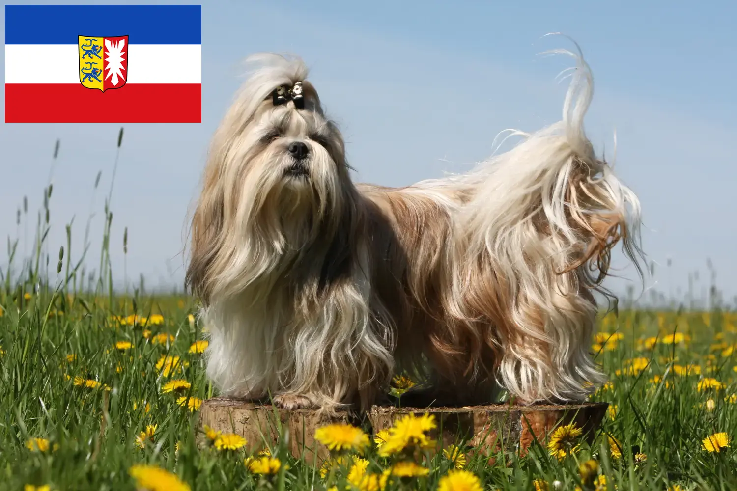 Read more about the article Shih Tzu tenyésztők és kölyökkutyák Schleswig-Holstein tartományban