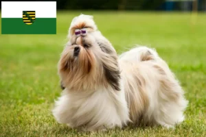 Read more about the article Shih Tzu tenyésztők és kölykök Szászországban