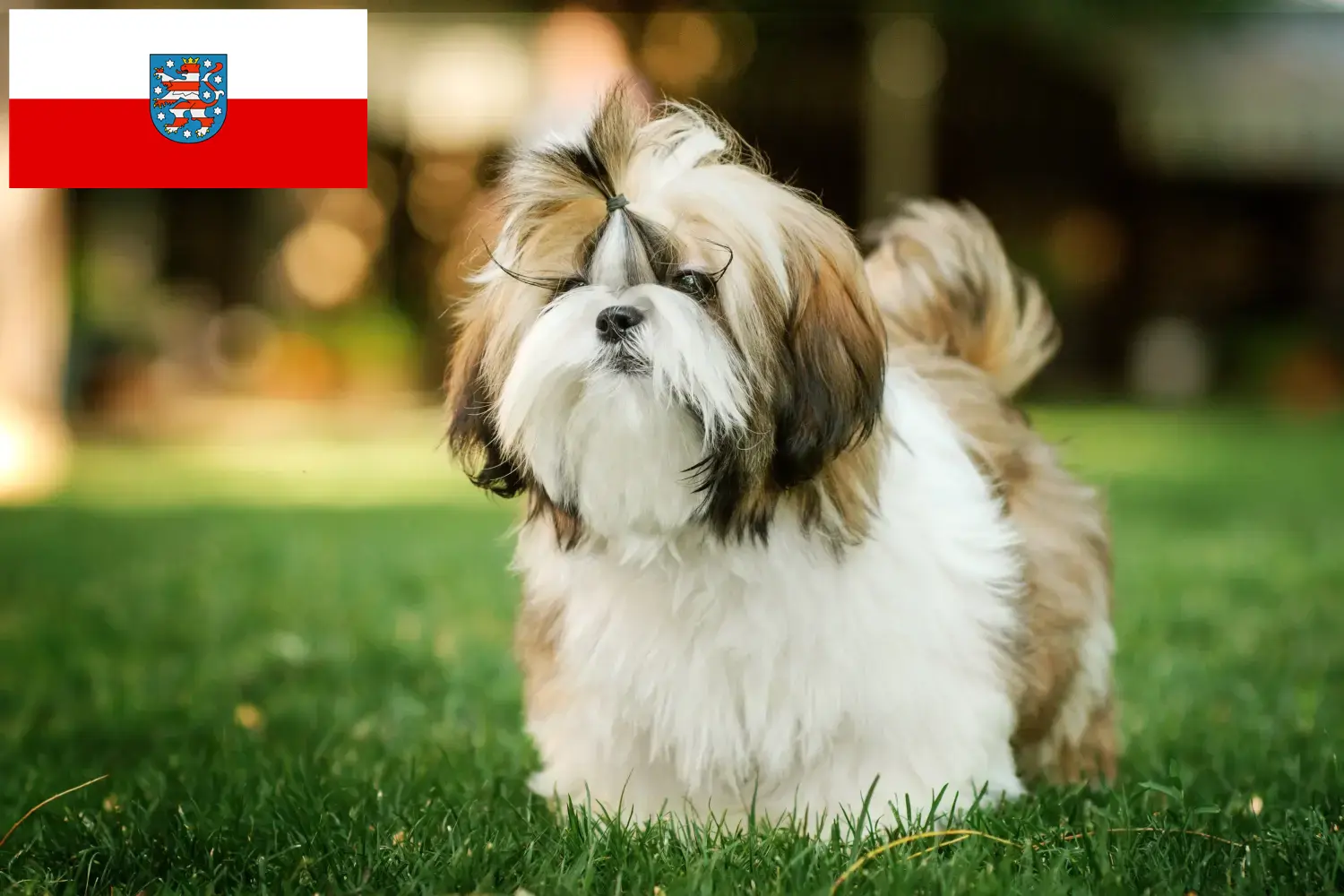 Read more about the article Shih Tzu tenyésztők és kölykök Türingiában