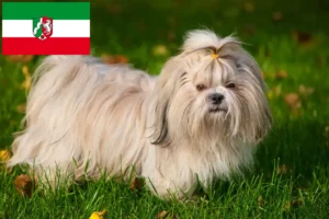 Read more about the article Shih Tzu tenyésztők és kölyökkutyák Észak-Rajna-Vesztfáliában