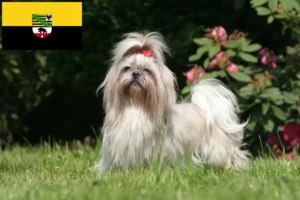 Read more about the article Shih Tzu tenyésztők és kiskutyák Szász-Anhaltban