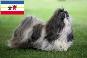 Read more about the article Shih Tzu tenyésztők és kölyökkutyák Mecklenburg-Vorpommern tartományban