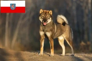 Read more about the article Shikoku tenyésztők és kiskutyák Türingiában