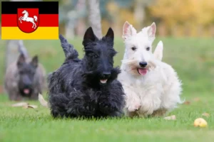 Read more about the article Skót terrier tenyésztők és kiskutyák Alsó-Szászországban