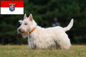 Read more about the article Skót terrier tenyésztők és kiskutyák Hessenben