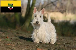 Read more about the article Skót terrier tenyésztők és kiskutyák Szász-Anhaltban