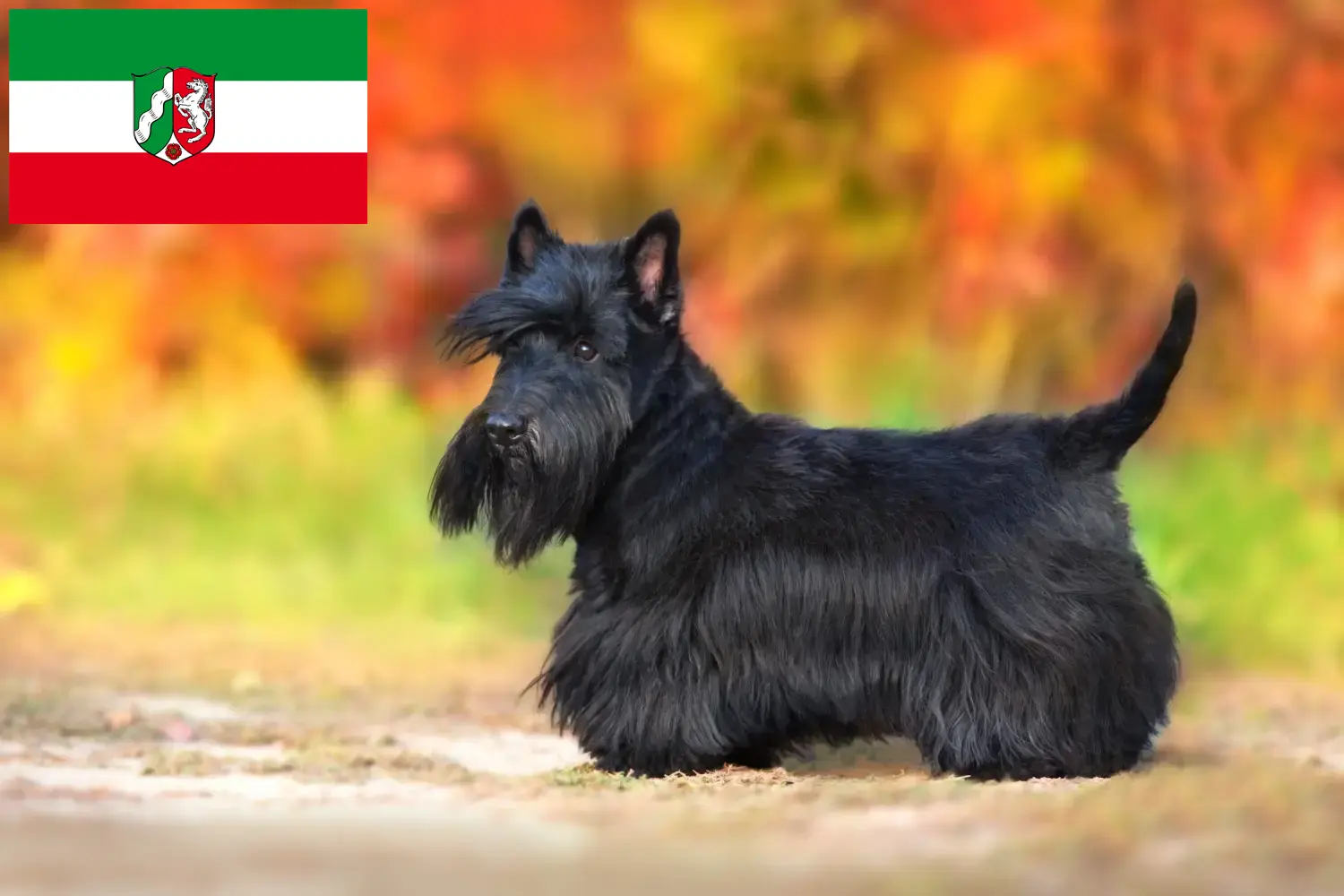 Read more about the article Skót terrier tenyésztők és kiskutyák Észak-Rajna-Vesztfália területén