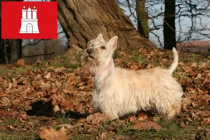 Read more about the article Skót terrier tenyésztők és kölykök Hamburgban