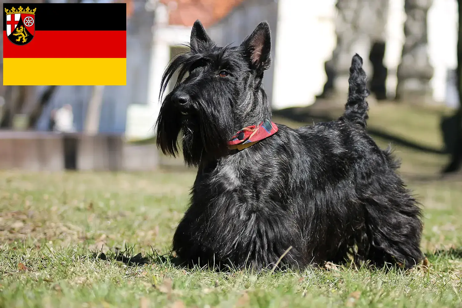 Read more about the article Skót terrier tenyésztők és kiskutyák Rajna-vidék-Pfalzban