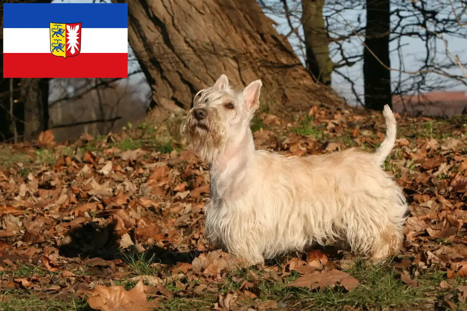 Read more about the article Skót terrier tenyésztők és kiskutyák Schleswig-Holstein területén