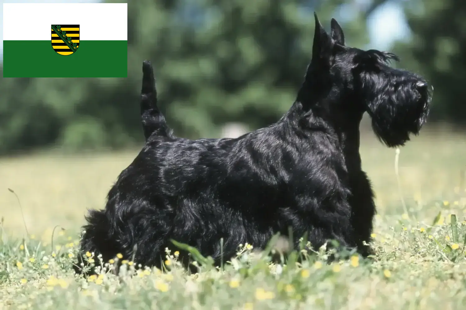 Read more about the article Skót terrier tenyésztők és kölykök Szászországban