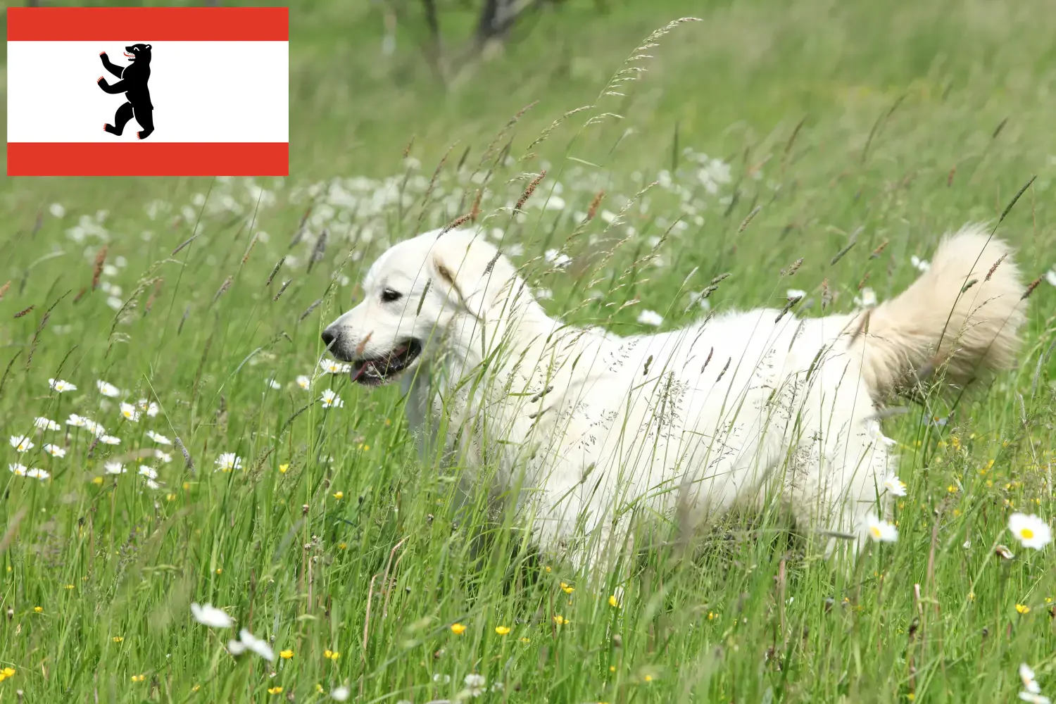 Read more about the article Slovensky Cuvac tenyésztők és kiskutyák Berlinben