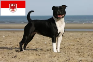 Read more about the article Staffordshire Bullterrier tenyésztők és kölykök Brandenburgban