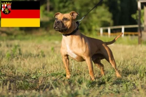 Read more about the article Staffordshire Bullterrier tenyésztők és kiskutyák Rajna-vidék-Pfalzban
