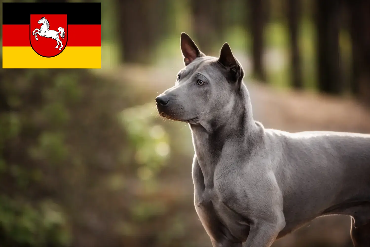 Read more about the article Thai Ridgeback tenyésztők és kölykök Alsó-Szászországban