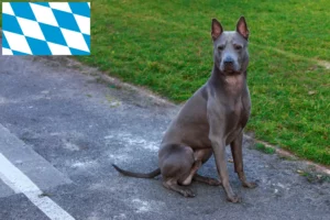 Read more about the article Thai Ridgeback tenyésztők és kölykök Bajorországban