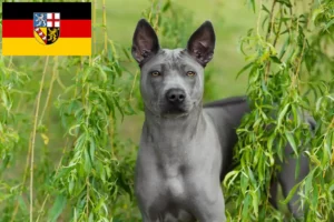 Read more about the article Thai Ridgeback tenyésztők és kölykök Saarlandban