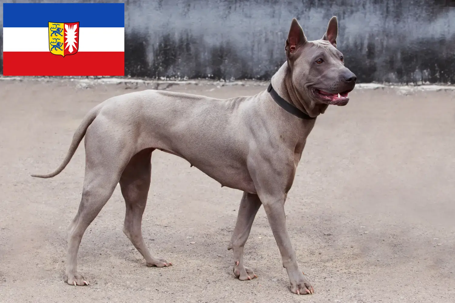 Read more about the article Thai Ridgeback tenyésztők és kölykök Schleswig-Holstein tartományban